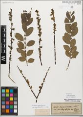 Foto von Salix myrsinifolia Salisb.
